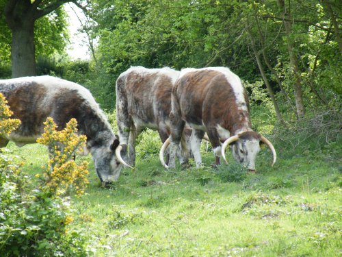 Cattle on Ruislip Common