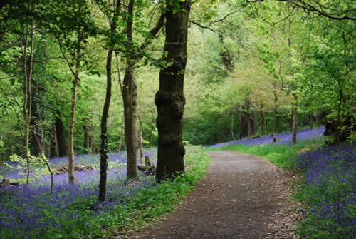 Bluebell woods