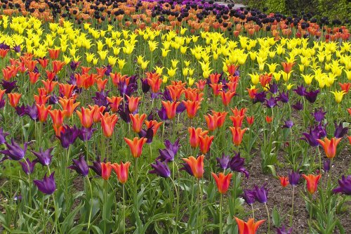 Tulips at Harlow Carr