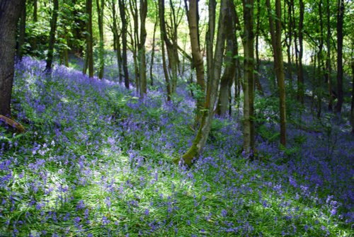 Bluebell woods