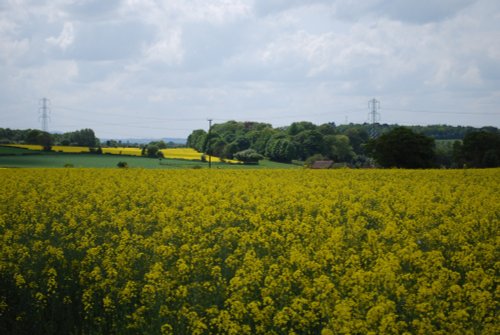 Yellow fields (Oil seed rape)