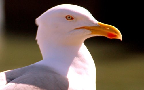 Herring Gull at Folkestone Harbour