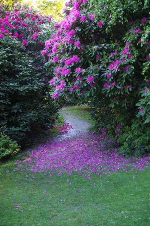 Cawthorne Park May 2009