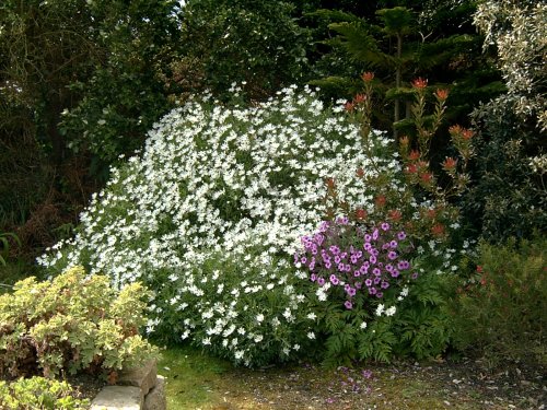 Tresco Abbey Gardens
