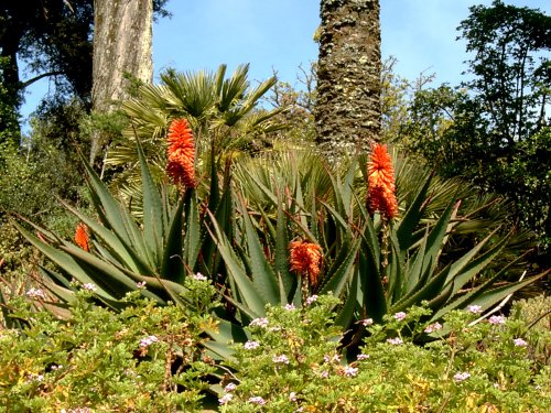 Tresco Abbey Gardens