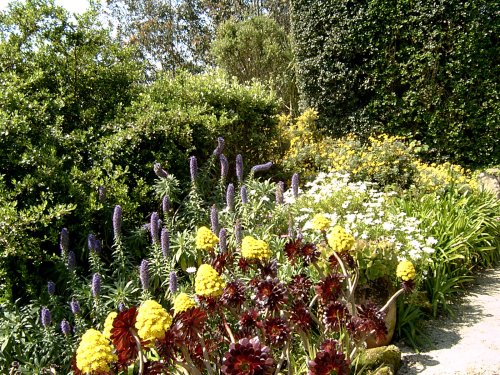 Tresco Abbey Gardens