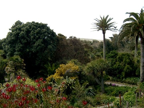Tresco Abbey Gardens