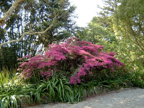 Tresco Abbey Gardens