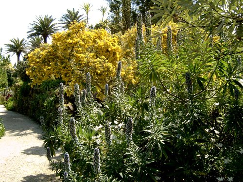 Tresco Abbey Gardens