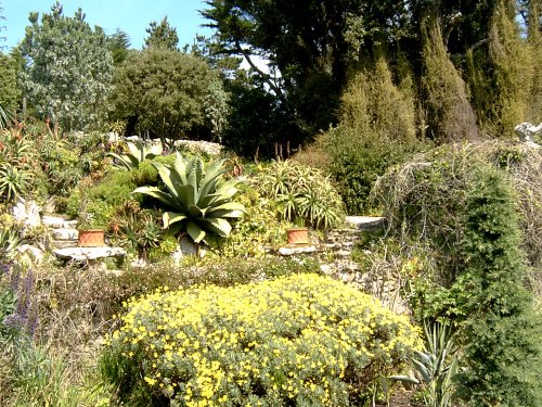 Tresco Abbey Gardens