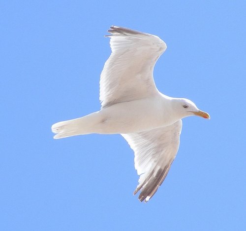 Seagull