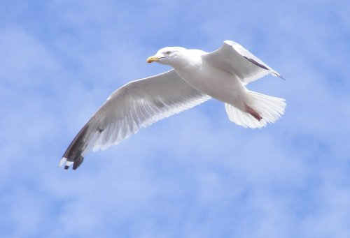 Seagull 2