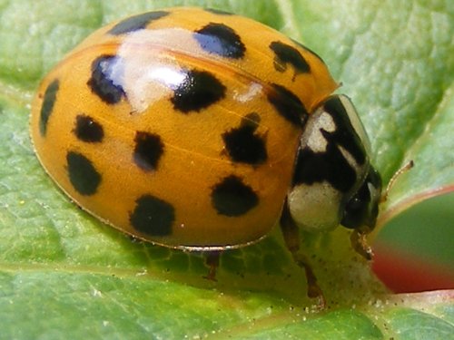 Eastcote village ladybird