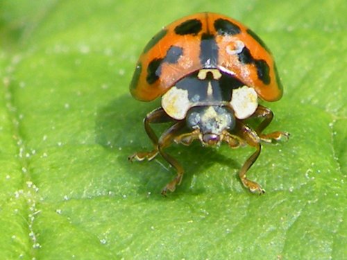 Eastcote village ladybird
