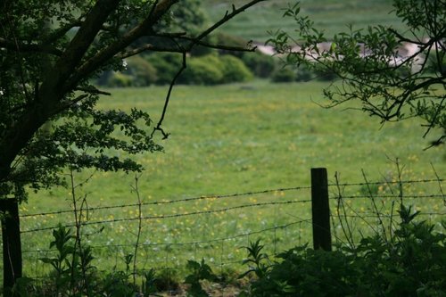 Buttercup field view