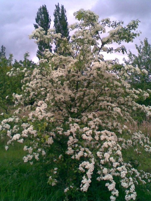 The Hawthorn in flower