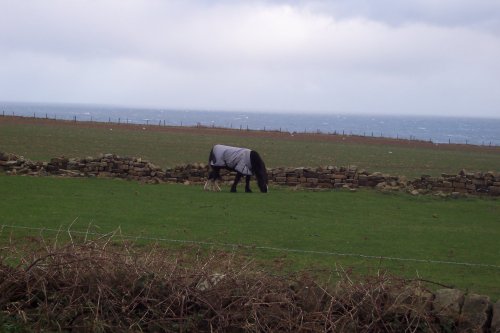 Grazing on a North Sea Bluff 2