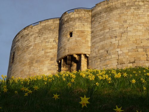 Daffodils at Clifford’s Tower York April 2009