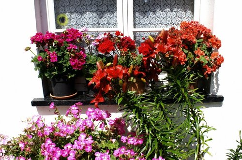 Window garden.