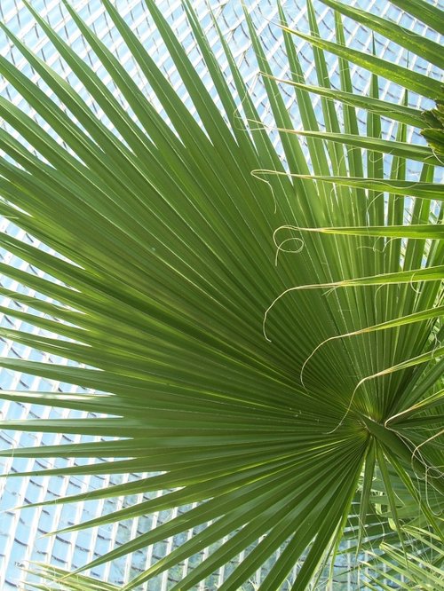 The Palm House