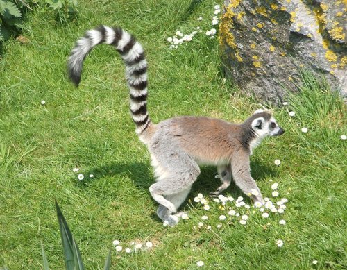 Whipsnade wild animal park