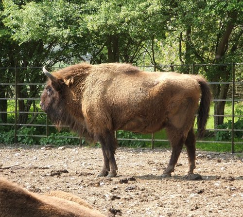 Whipsnade wild animal park