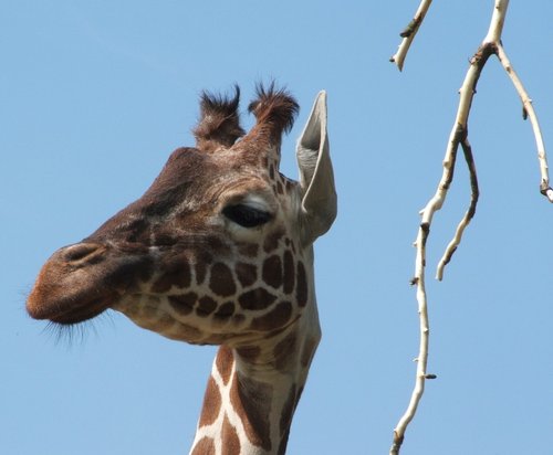 Whipsnade wild animal park