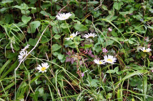 Daisies In the sun at Dovedale