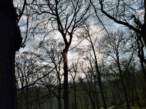 Sun through the trees Linacre Woods near Chesterfield