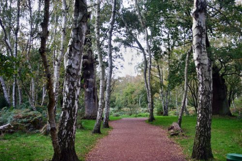 A path through Sherwood Forest to the Major Oak