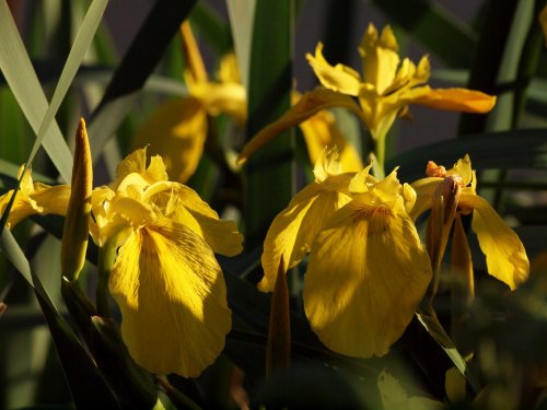 Yellow Flag by the Grand Union Canal, Stoke Bruerne, Northants.
