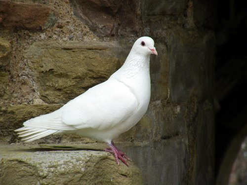 A dove, Tintern Abbey