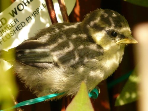 Young Blue tit. First time away from the nest