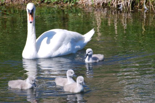 Swan family