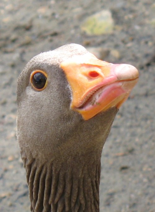 Greylag goose close up
