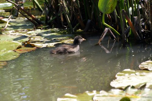 Moorhen chick.