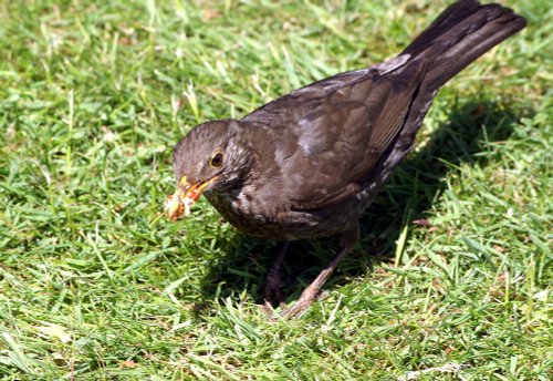 Female Blackbird.