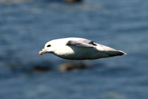 Fulmar
