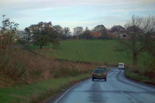 Sheep near Oswaldkirk, North Yorkshire