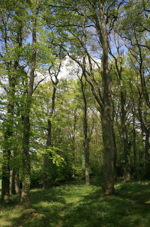 Woods near Swanland