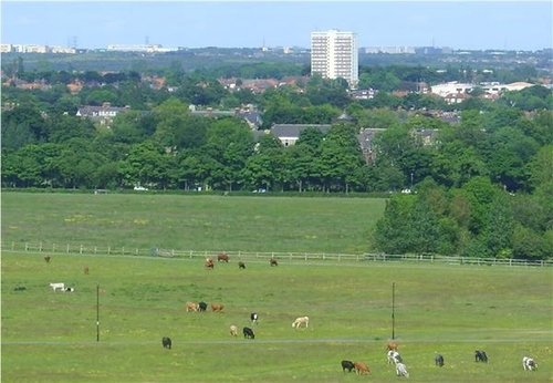 Cattle on Town Moor