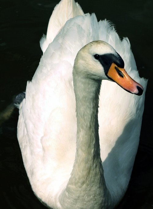 Just another swan.