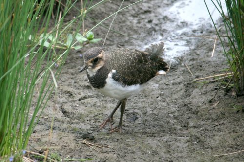 Lapwing Chick.