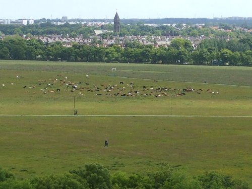 Cattle on the Town Moor