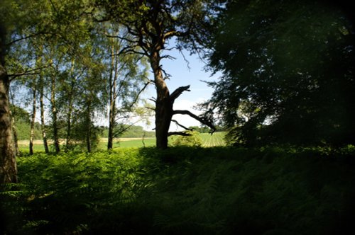 A break in the trees.