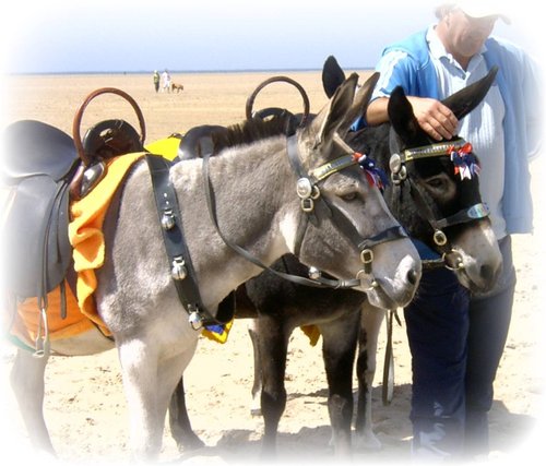 St Annes donkeys