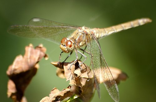 Plenty of these about.