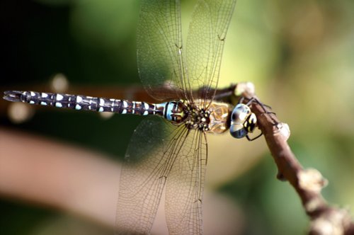 Dragonfly 3.