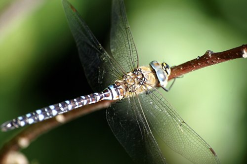 They seem to be everywhere.