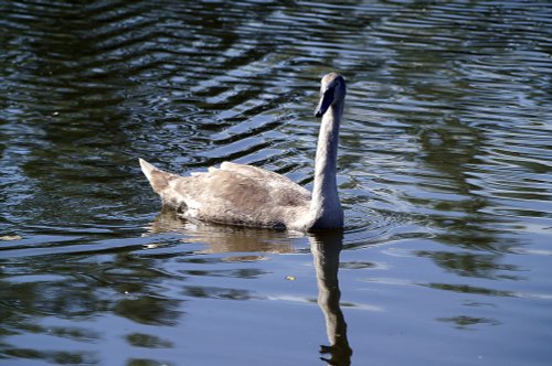 Young swan.